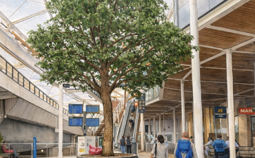 dessin arbre de Rennes